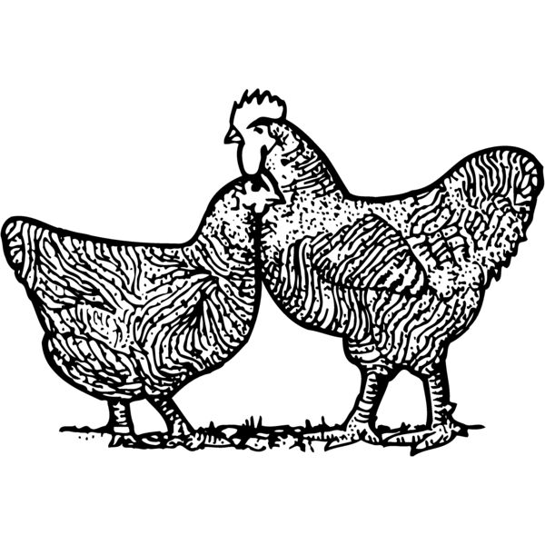 Birds Thumbnail
