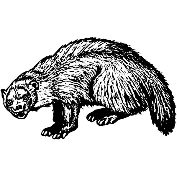 American Thumbnail